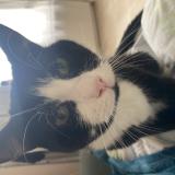 Foto del gato perdido en Saint Quentin