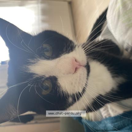 Foto 1/1 Figaro Chat perdido en Saint quentin