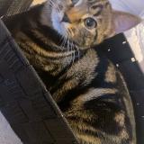 Foto del gato perdido en Laon