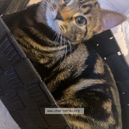 Foto 1/1 Popome Chat perdido en Laon