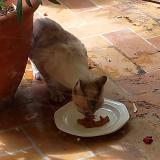 Foto del gato perdido en Toulouse