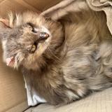 Foto de gato encontrado en Le Passage D Agen