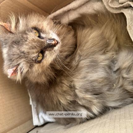 Foto 1/1 Gato encontrado Encontrado en Le passage d agen