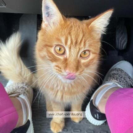 Foto 1/1 Simba Chat perdido en Marseillan