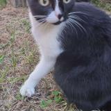 Foto del gato perdido en Villeneuve Saint Georges