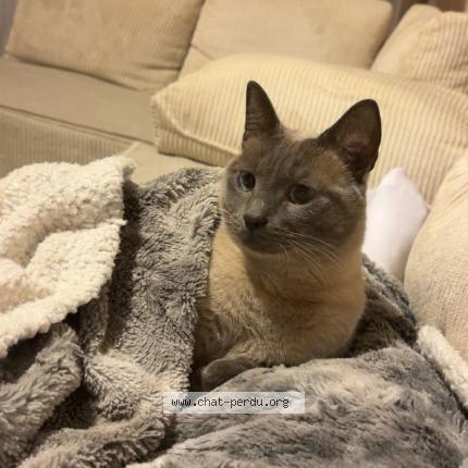 Foto 1/1 Tigrou Chat perdido en La seyne perdu