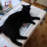 Foto del gato perdido en St Georges Des Coteaux