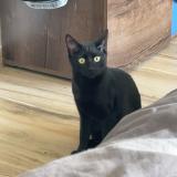 Foto del gato perdido en Montpellier