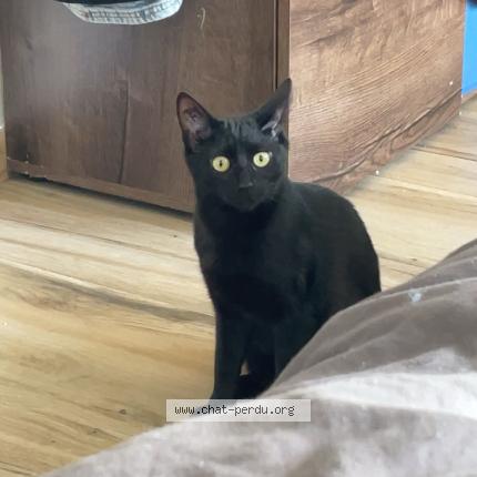 Foto 1/1 Toupie Chat perdido en Montpellier