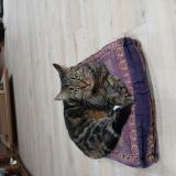 Foto del gato perdido en Montauban