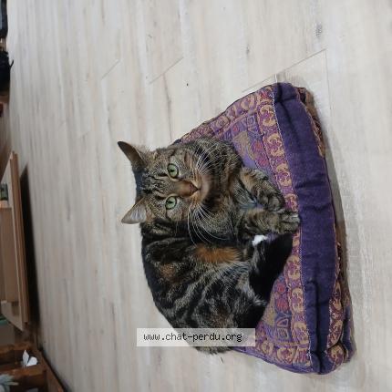 Foto 1/1 Lucette Chat perdido en Montauban