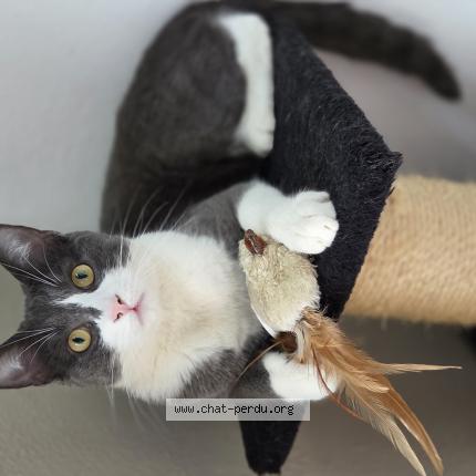 Foto 1/1 Atlas Chat perdido en Mericourt