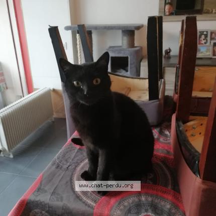 Foto 1/1 Loki Chat perdido en Perpignan