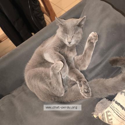 Foto 1/1 Trex Chat perdido en Andancette