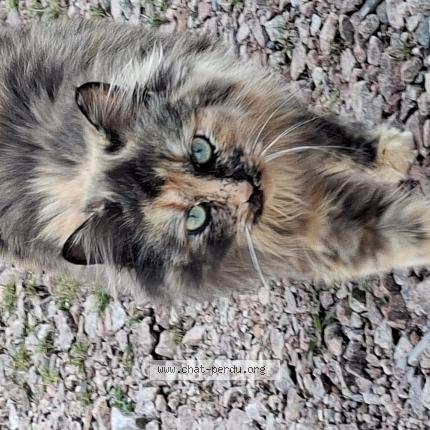 Foto 1/1 April Chat perdido en Charolles