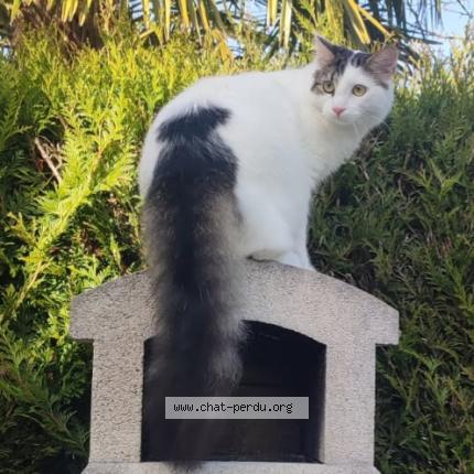 Foto 1/1 Nougat Chat perdido en Roissy en brie