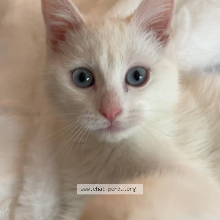 Foto 1/1 Snow Chat perdido en Tourcoing