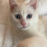 Foto del gato perdido en Tourcoing