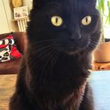 Foto del gato perdido en Autainville