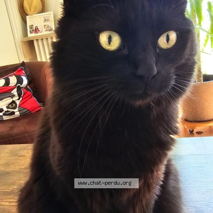 Foto 1/2 Mademoiselle Chat perdido en Autainville