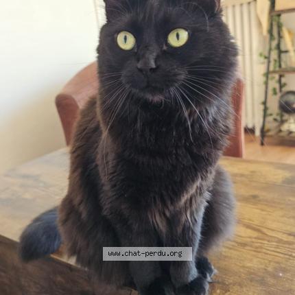 Foto 2/2 Mademoiselle Chat perdido en Autainville