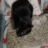 Foto del gato perdido en Talais