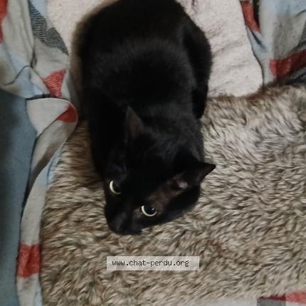 Foto 1/3 Onix Chat perdido en Talais