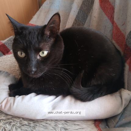 Foto 2/3 Onix Chat perdido en Talais