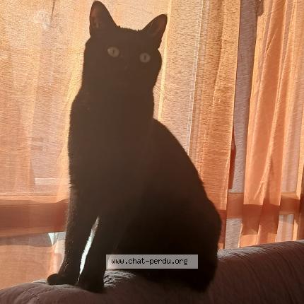 Foto 3/3 Onix Chat perdido en Talais