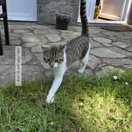 Foto 1/1 Gato encontrado Encontrado en Plerguer