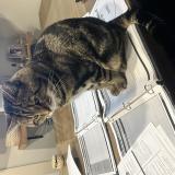 Foto del gato perdido en Quebec