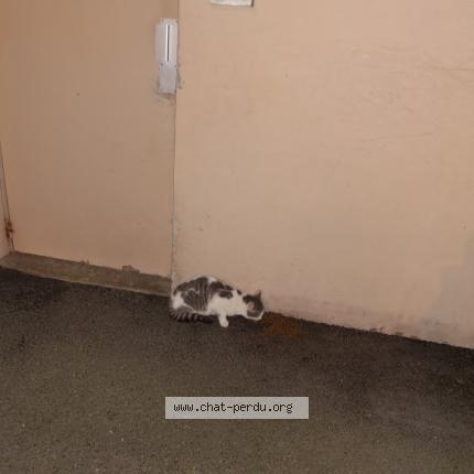 Foto 1/1 Gato encontrado Encontrado en Cherbourg en cotentin