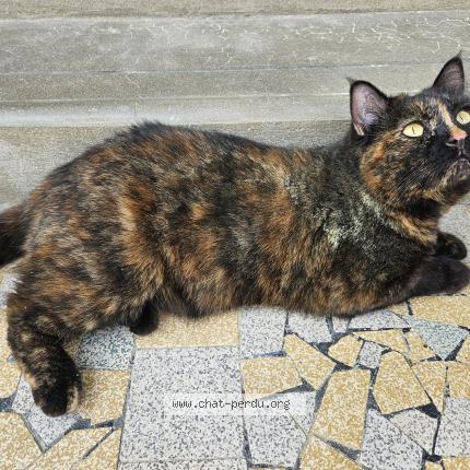 Foto 1/1 Biboune Chat perdido en Domino