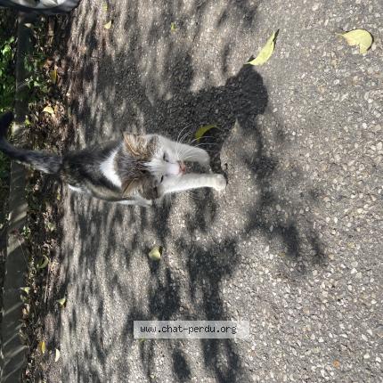 Foto 1/1 Gato encontrado Encontrado en Merignac