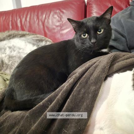 Foto 1/1 Satan Chat perdido en Argentan