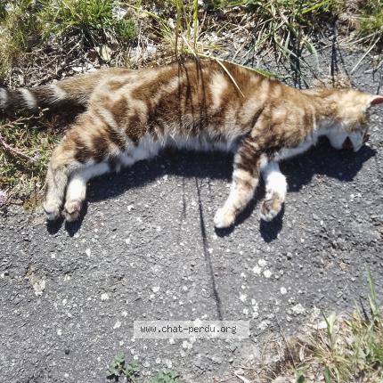 Foto 1/1 Gato encontrado Encontrado en Cusset