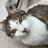 Foto del gato perdido en Pithiviers Le Vieil