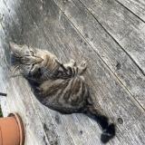 Foto del gato perdido en Sermesse