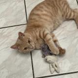 Foto del gato perdido en Marquette Les Lille