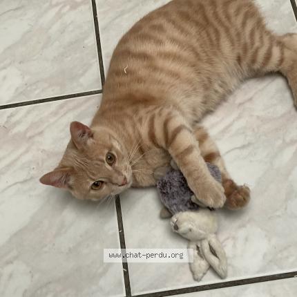 Foto 1/1 Rouky Chat perdido en Marquette les lille