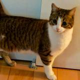 Foto del gato perdido en Laval