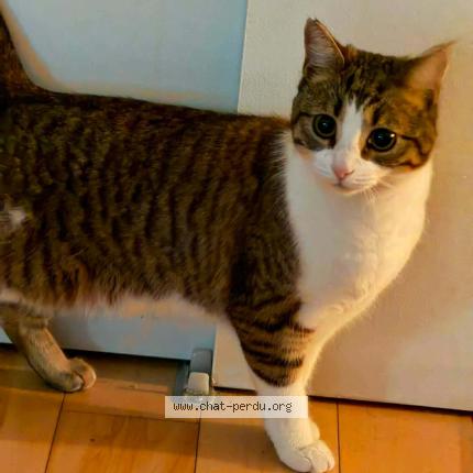 Foto 1/1 Bechbecha Chat perdido en Laval