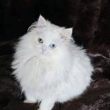 Foto del gato perdido en Ruoms