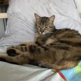 Foto del gato perdido en Laudun L Ardoise