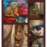 Foto del gato perdido en Salles De Villefagnan