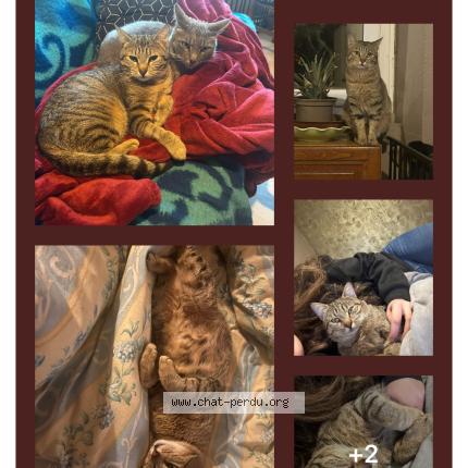 Foto 1/1 Praline Poutine Poutinite Chat perdido en Salles de villefagnan