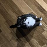 Foto del gato perdido en Misery Courtion