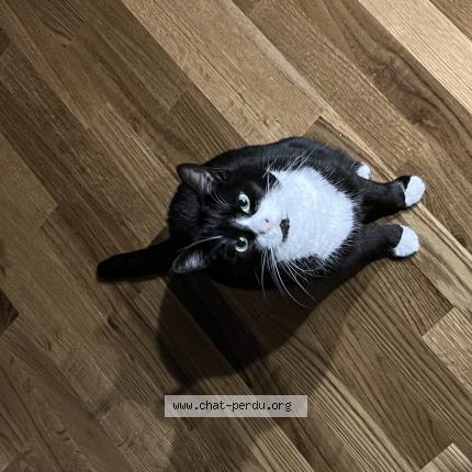 Foto 1/1 Luna Chat perdido en Misery courtion