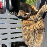 Foto del gato perdido en Bourgtheroulde