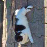 Foto de gato encontrado en Eysines